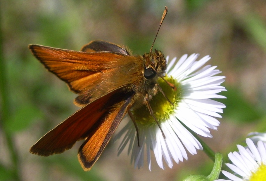 Farfallina...ina ina, da ID - Thymelicus sylvestris